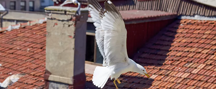 Residential Chimney Animal Removal Solution in Uniondale, NY