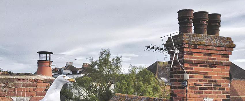 Chimney Cleaning And Restoration in Uniondale, New York